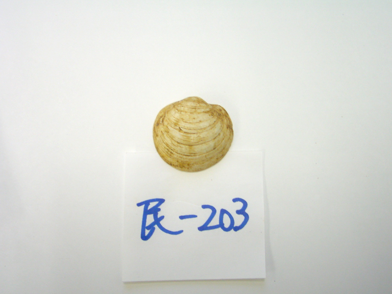 二枚貝