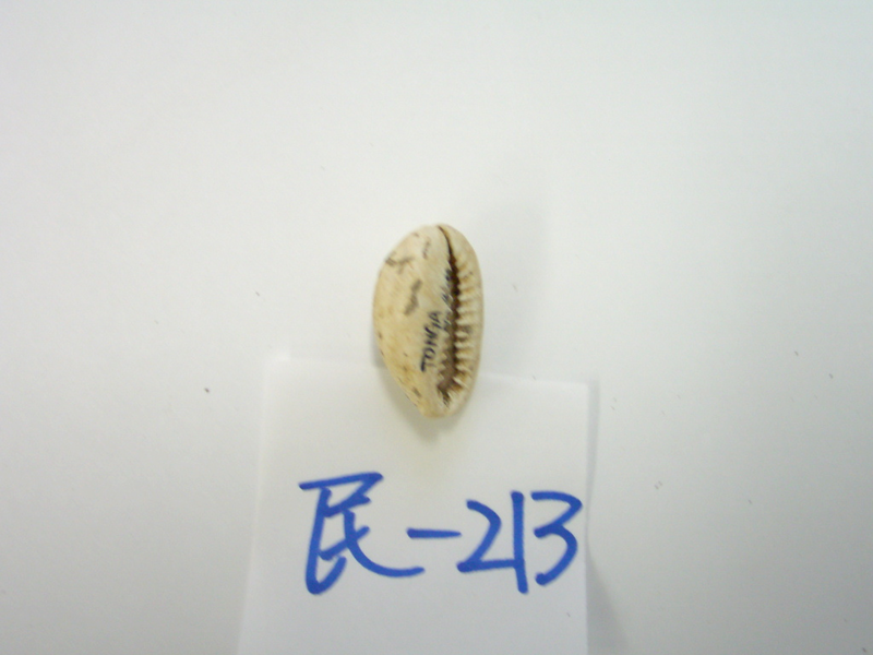タカラガイ