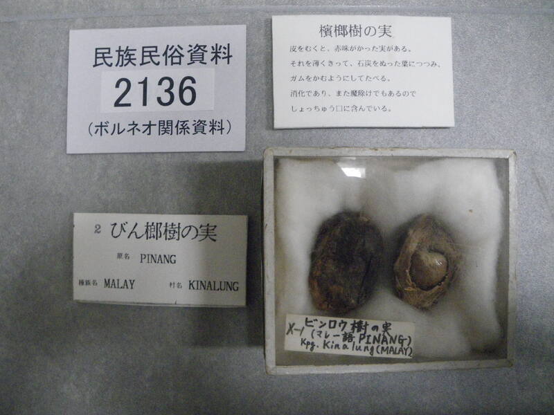 檳榔樹の実