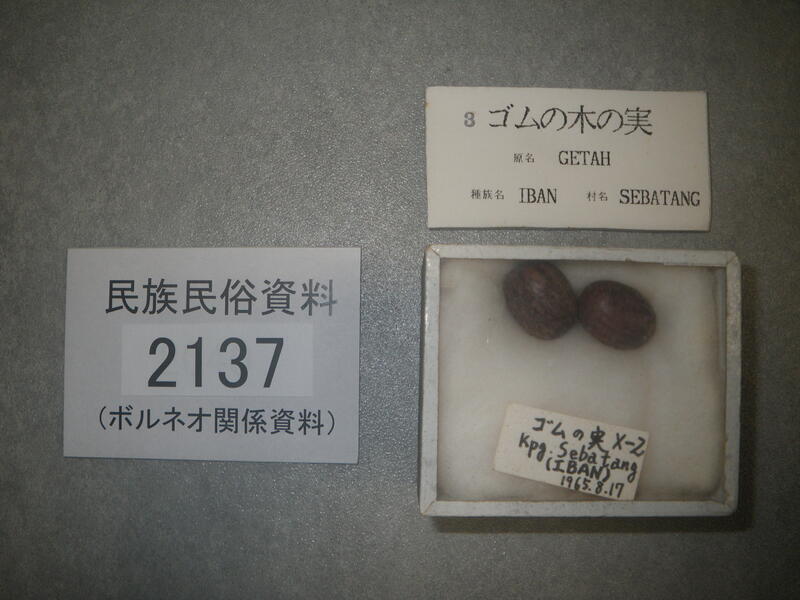 ゴムの木の実