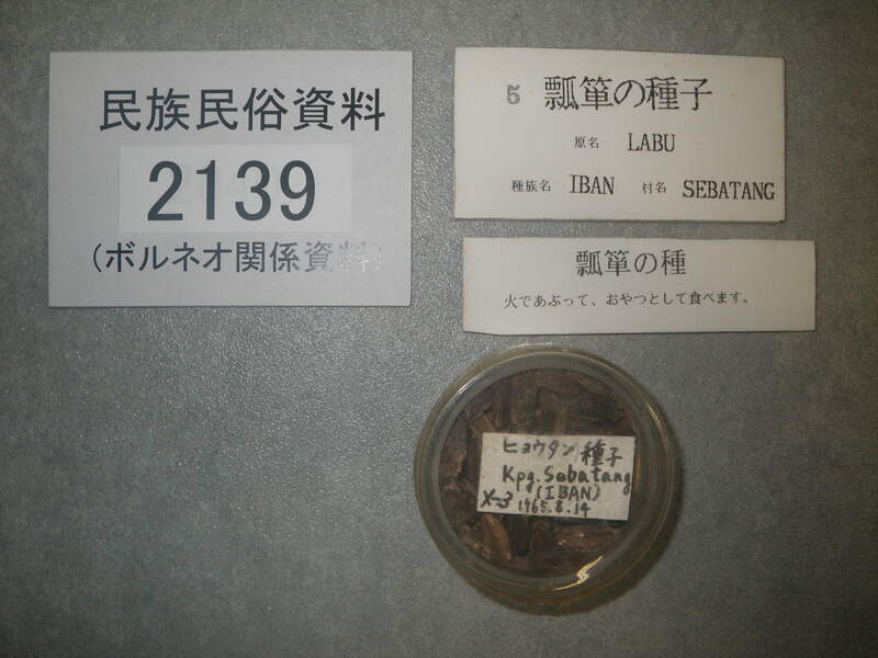 瓢箪の種子